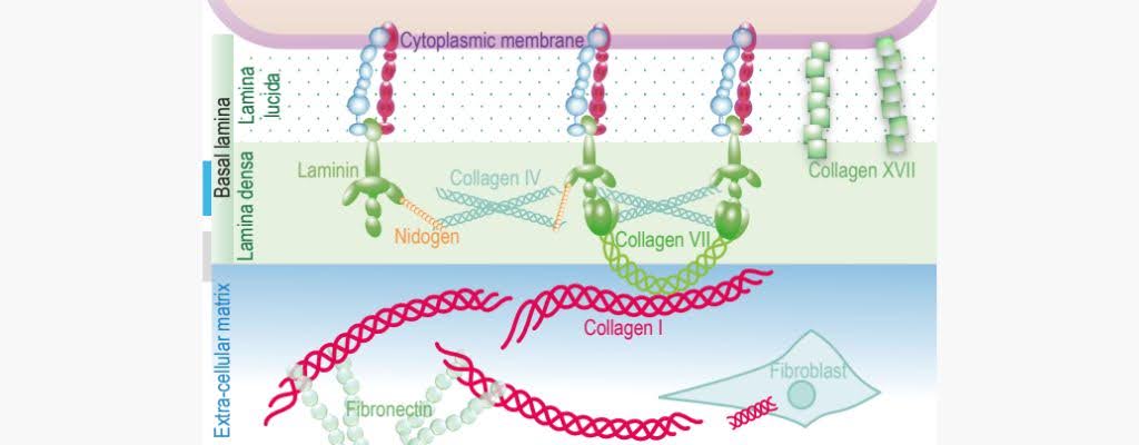  How Matrixyl 3000 works to rebuild skin structure
